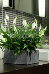 planta-crinul-pacii-spathiphyllum