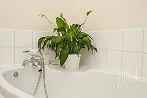 planta-crinul-pacii-spathiphyllum