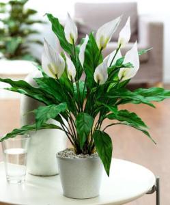 planta-crinul-pacii-spathiphyllum