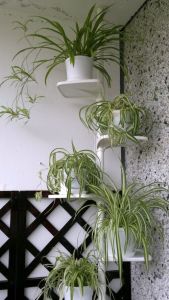 Baia, oaza de verdeață - Decorațiuni cu planta paianjen pentru baie